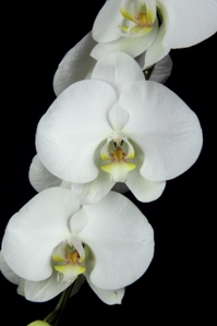 Phalaenopsis Zuma Angel Sierra Vasquez AM/AOS 80 pts.